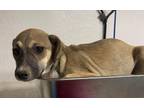 Adopt Eros **Rescue Center** a Tan/Yellow/Fawn - with White Whippet dog in