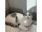Adopt Peaches (Bonded with Bandit) a White Domestic Shorthair / Mixed cat in