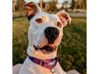 Adopt Posie a White - with Tan, Yellow or Fawn Pit Bull Terrier / Mixed dog in