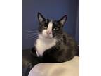 Adopt Wanda a Black & White or Tuxedo Domestic Shorthair / Mixed (short coat)