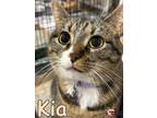 Adopt Kia a Domestic Shorthair / Mixed (short coat) cat in Douglasville