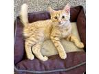 Adopt Theon a Domestic Shorthair (long coat) cat in Calimesa, CA (38531489)