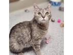 Adopt Mews a Gray or Blue Domestic Shorthair / Domestic Shorthair / Mixed cat in