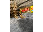 Adopt Twix a Domestic Shorthair / Mixed (short coat) cat in Sewell