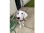 Adopt Nobu a Gray/Silver/Salt & Pepper - with White Old English Sheepdog / Mixed