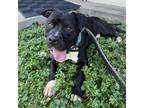 Adopt Tarantino a Black Terrier (Unknown Type, Small) / Mixed dog in St.