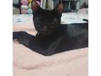 Adopt Narwhal a All Black Domestic Shorthair / Mixed cat in Shawnee