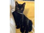 Adopt Tanner a Domestic Shorthair / Mixed (short coat) cat in Hoover