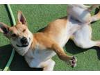 Adopt Ivy a Tan/Yellow/Fawn Shiba Inu / Australian Cattle Dog / Mixed dog in