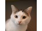 Adopt Bandit (Bonded with Peaches) a White Domestic Shorthair / Mixed cat in