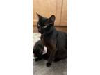 Adopt Bahama Mama a Black (Mostly) Domestic Shorthair / Mixed (short coat) cat