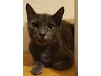 Adopt Yumi a Gray or Blue Domestic Shorthair / Mixed (short coat) cat in Apopka