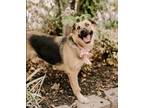 Adopt Diamond a Black Mixed Breed (Medium) / Mixed dog in Houston, TX (38743161)