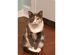 Adopt Dinah a Gray or Blue Domestic Shorthair / Domestic Shorthair / Mixed cat