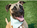Adopt Junior Lee Roland a Tan/Yellow/Fawn Mixed Breed (Large) / Mixed dog in