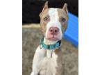 Adopt Carly III 29 a Tan/Yellow/Fawn American Pit Bull Terrier / Mixed dog in