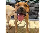 Adopt Cyrus a Tan/Yellow/Fawn Mixed Breed (Medium) / Mixed dog in Charleston