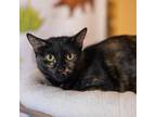 Adopt Chile a Tortoiseshell Domestic Shorthair / Mixed cat in San Antonio