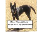 Adopt heidi a Black Shepherd (Unknown Type) / Mixed dog in Yucca valley