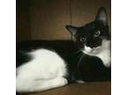 Adopt Merla a All Black Domestic Shorthair / Mixed cat in Vieques, PR (38561291)