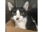 Adopt Mimi a All Black Domestic Shorthair / Mixed cat in Vieques, PR (38561290)