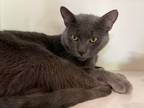 Adopt Jetson a Gray or Blue Domestic Shorthair / Domestic Shorthair / Mixed cat