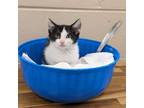 Adopt Trix a All Black Domestic Shorthair / Mixed cat in Newport, TN (38626426)