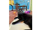 Adopt Riff Raff a All Black Domestic Shorthair / Mixed (short coat) cat in Stone