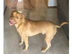 Adopt Simba a Tan/Yellow/Fawn Labrador Retriever / American Pit Bull Terrier /