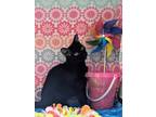 Adopt Mitsuba a All Black Domestic Shorthair / Domestic Shorthair / Mixed cat in