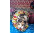 Adopt Mittens a White Domestic Shorthair / Domestic Shorthair / Mixed cat in