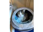 Adopt Dutchess a White Domestic Shorthair / Domestic Shorthair / Mixed cat in