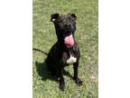 Adopt Egg Drop Soup a Black Plott Hound / Mixed dog in Gulfport, MS (38699641)