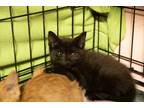 Adopt Padma a Black (Mostly) Domestic Shorthair (short coat) cat in Loogootee