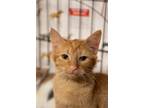 Adopt Seneca a Orange or Red Tabby Domestic Shorthair (short coat) cat in
