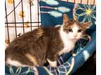 Adopt Eden a Calico or Dilute Calico Domestic Shorthair (short coat) cat in