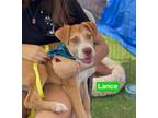 Adopt Lance a Tan/Yellow/Fawn - with White Pit Bull Terrier / Terrier (Unknown