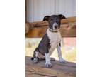 Adopt Prudence a Mixed Breed (Medium) / Mixed dog in Park City, UT (38742854)