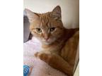 Adopt Meatball a Orange or Red Domestic Shorthair / Domestic Shorthair / Mixed