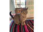 Adopt Falafel a Brown or Chocolate Domestic Shorthair / Domestic Shorthair /