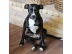 Adopt Fiona a Black American Staffordshire Terrier / Mixed dog in San Antonio