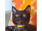 Adopt Baby Ruth a All Black Domestic Shorthair / Mixed cat in Morgan Hill