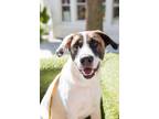 Adopt Jack a White Foxhound / Labrador Retriever / Mixed dog in Charleston
