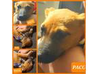 Adopt Paco a Black - with Brown, Red, Golden, Orange or Chestnut Mountain Cur