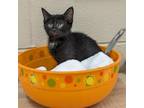 Adopt Cocoa Puffs a All Black Domestic Shorthair / Mixed cat in Newport