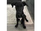 Adopt Nina a Black - with White Labrador Retriever / Mixed dog in Fairfax