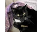Adopt Mittens a All Black Domestic Shorthair / Mixed cat in Ponderay