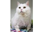Adopt Valentina (in foster) a White Domestic Mediumhair / Domestic Shorthair /