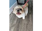 Adopt Callie a White - with Tan, Yellow or Fawn Shih Tzu / Mixed dog in