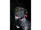 Adopt Jane Doe a Brindle Mixed Breed (Medium) / Mixed dog in Dothan